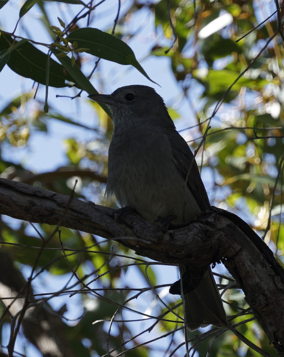 Gray Shrikethrush - ML640175788