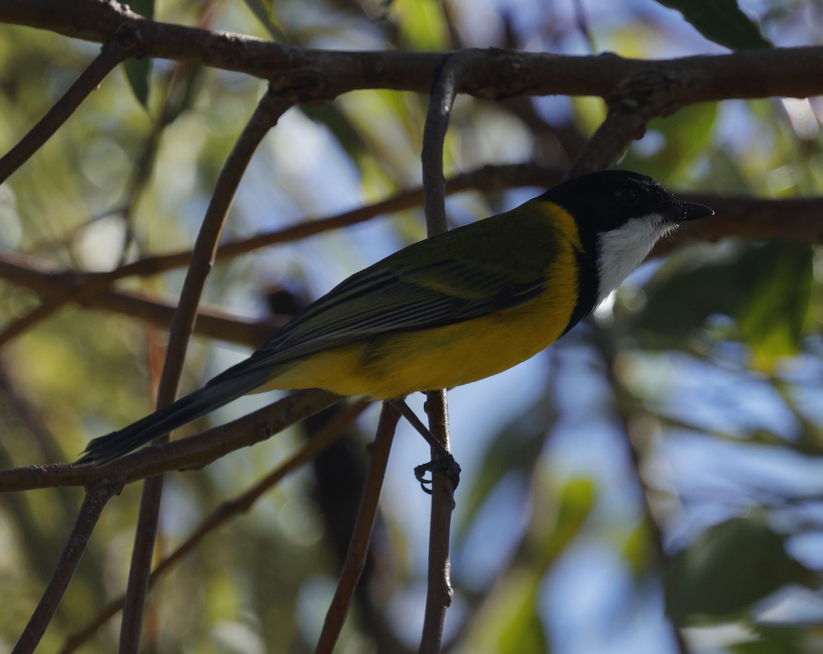 Golden Whistler - ML640175793