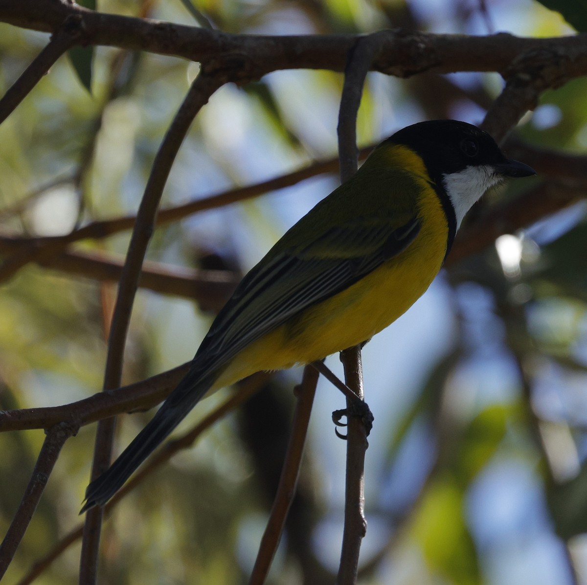 Golden Whistler - ML640175794