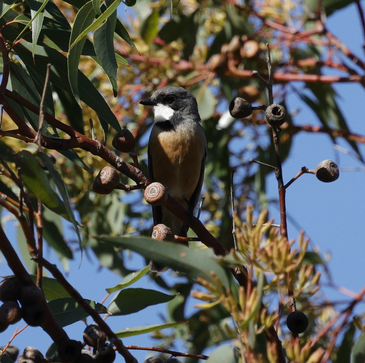 Rufous Whistler - ML640175800