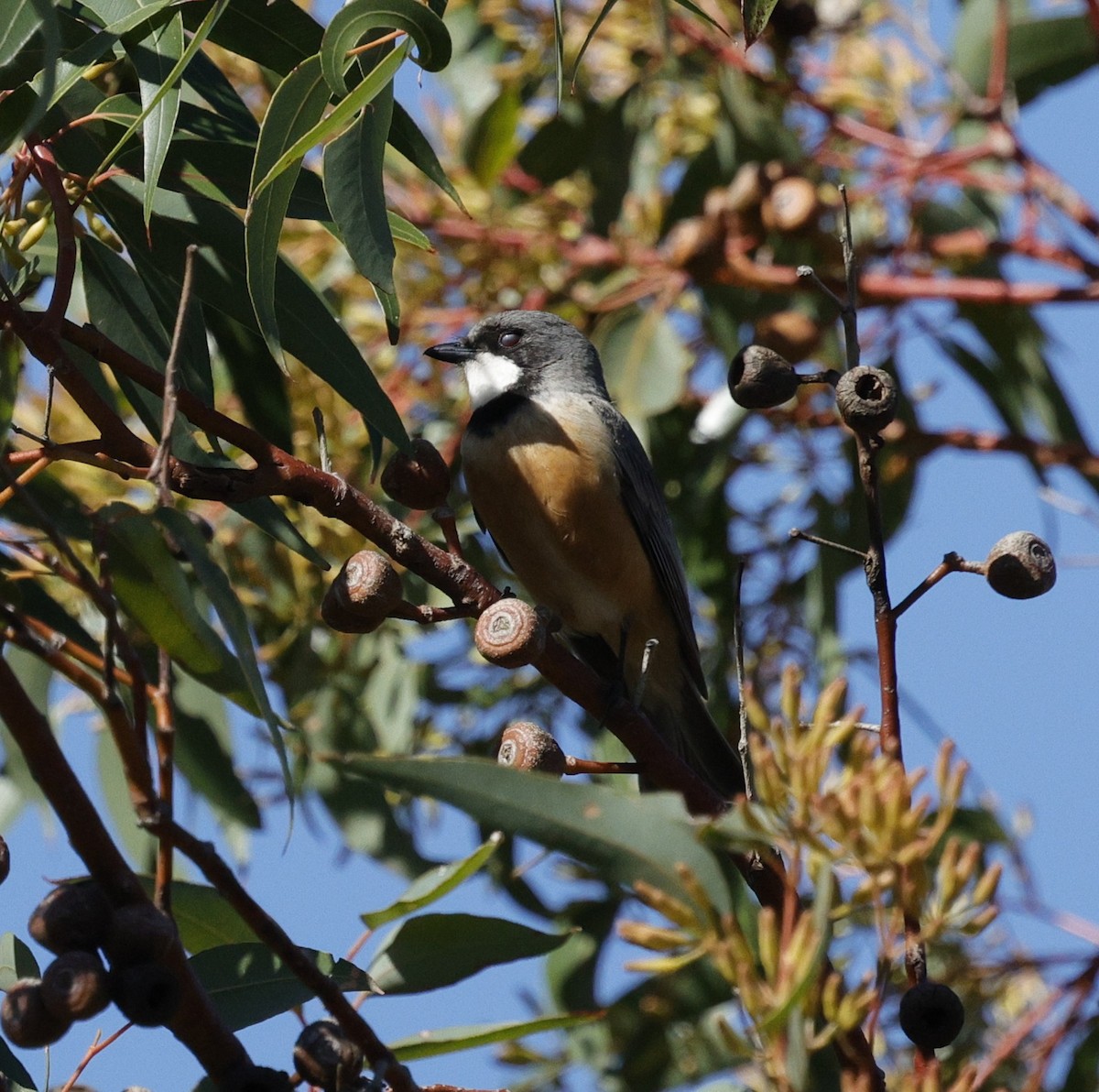 Rufous Whistler - ML640175801