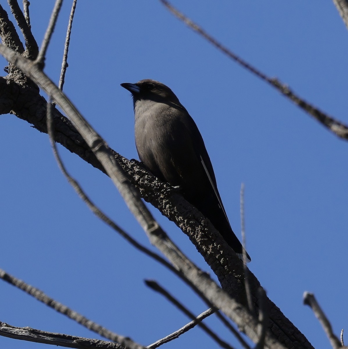 Dusky Woodswallow - ML640175810