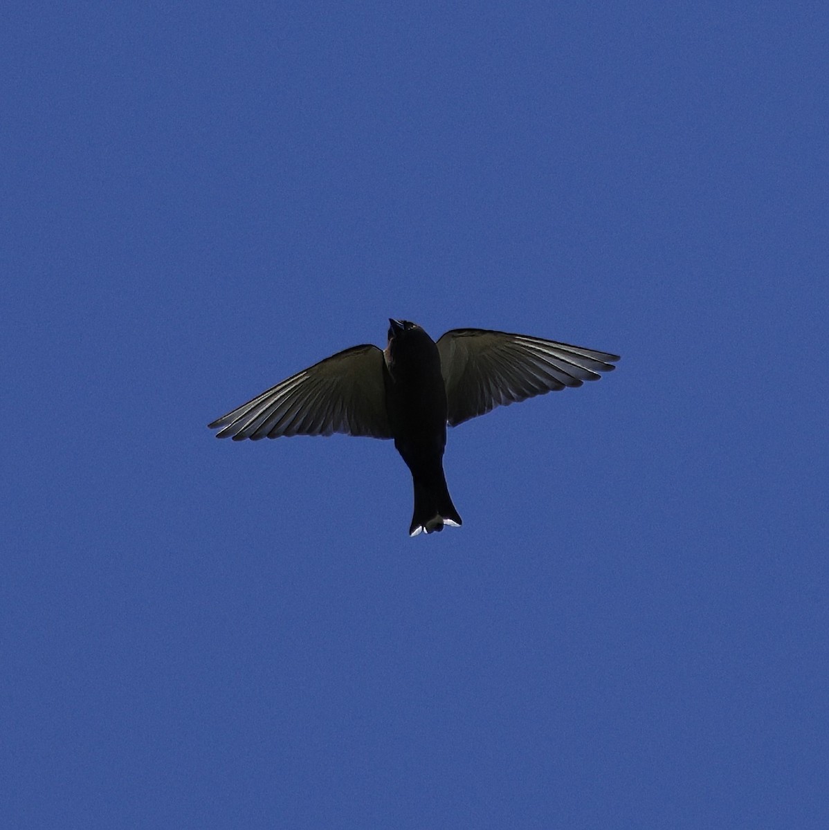 Dusky Woodswallow - ML640175811