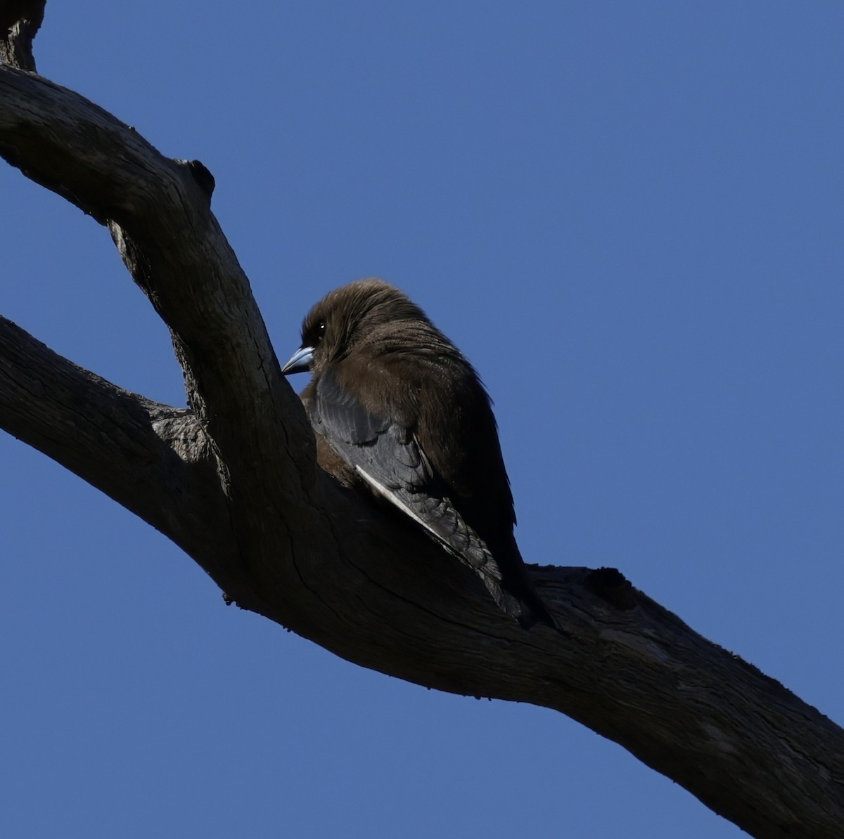 Dusky Woodswallow - ML640175812