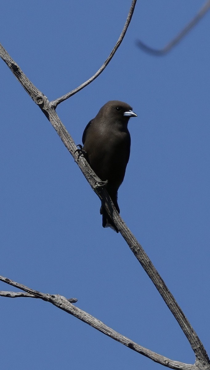 Dusky Woodswallow - ML640175813