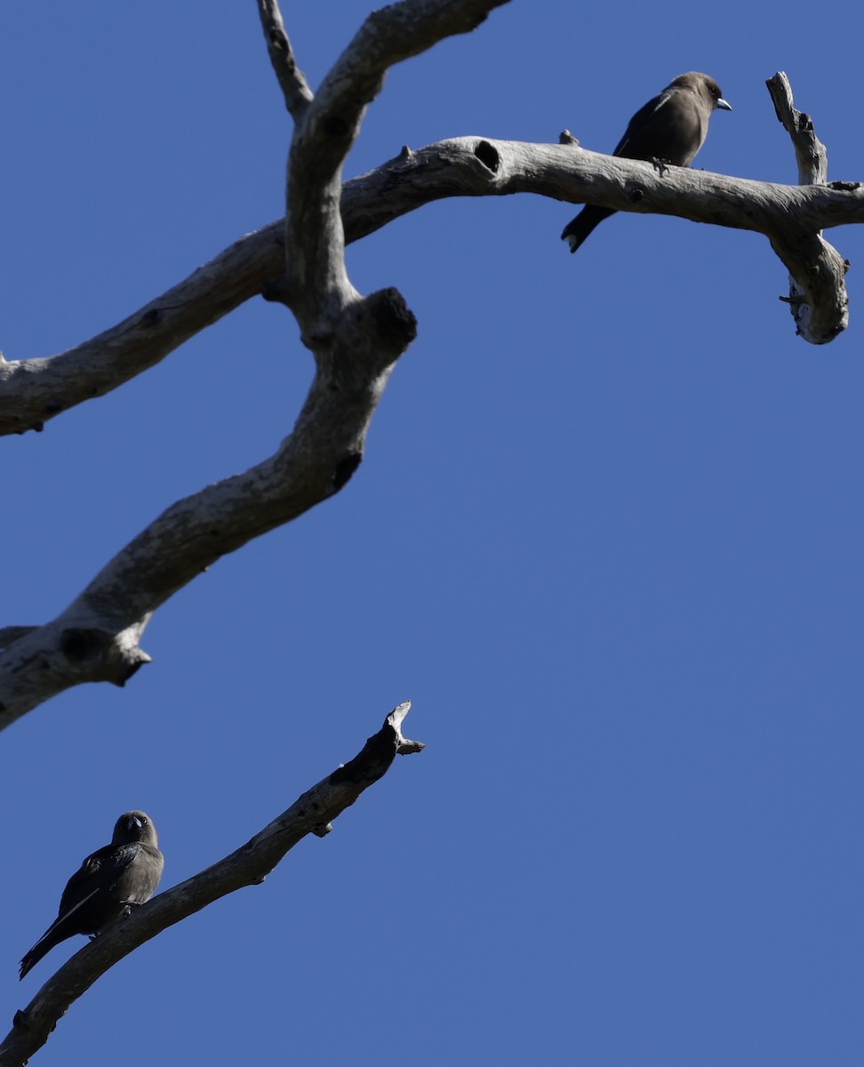 Dusky Woodswallow - ML640175814