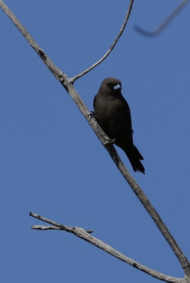 Dusky Woodswallow - ML640175815