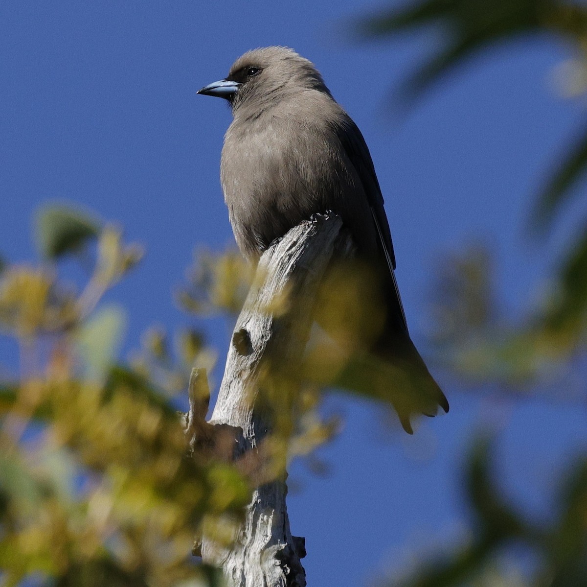 Dusky Woodswallow - ML640175816