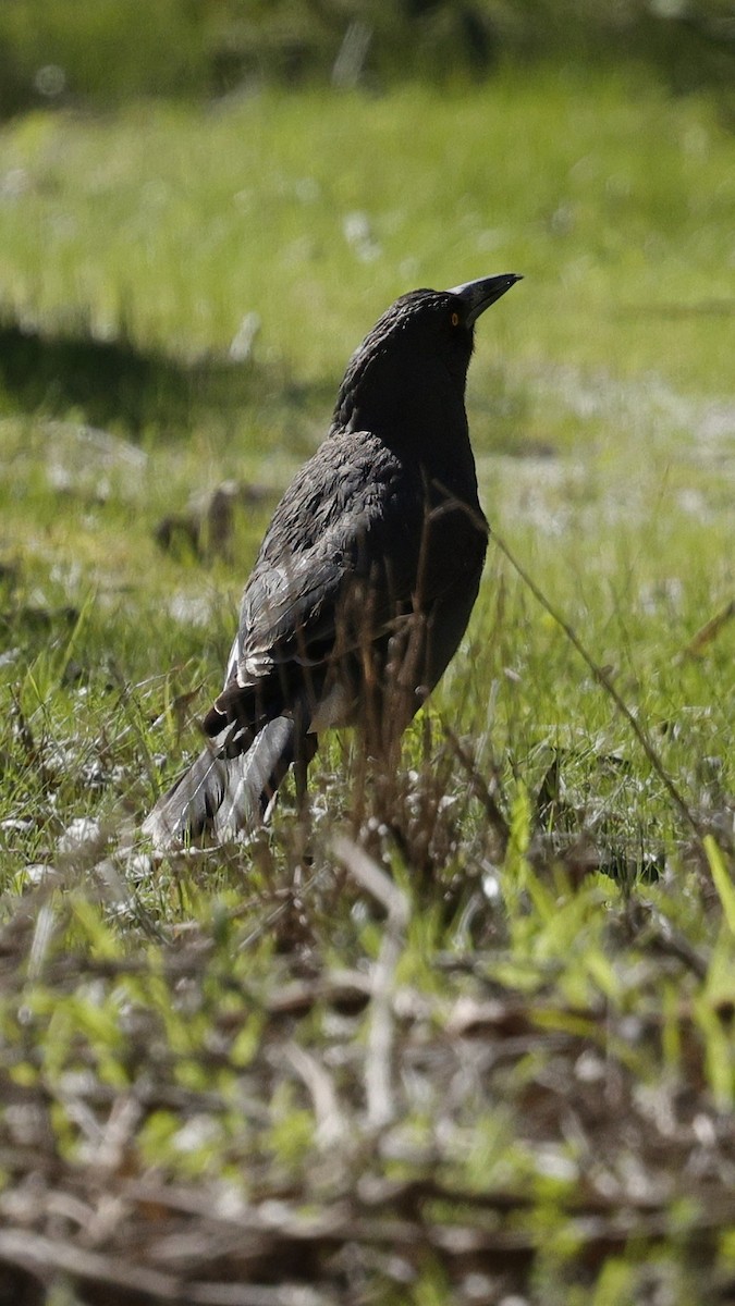 Gray Currawong - ML640175825