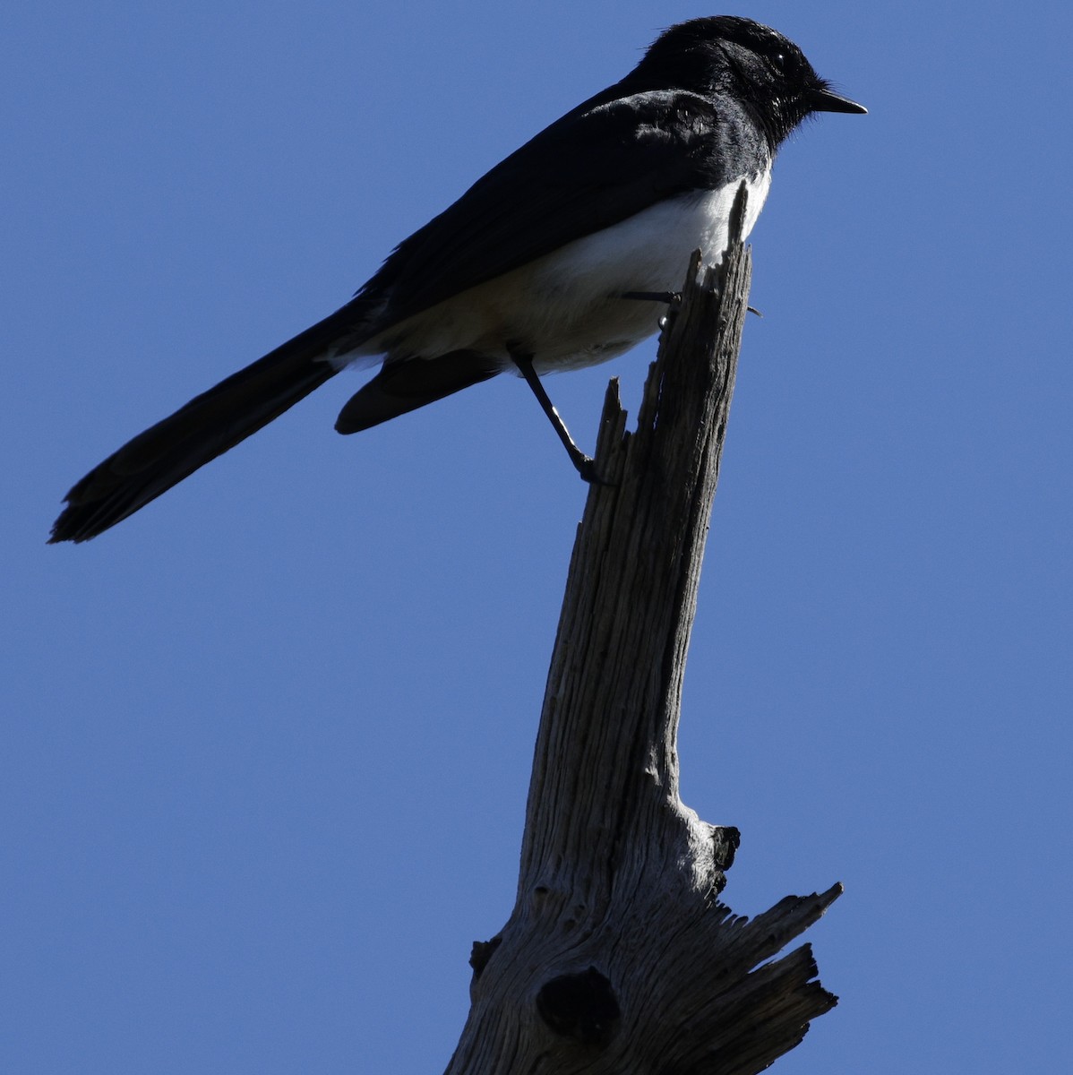Willie-wagtail - ML640175853