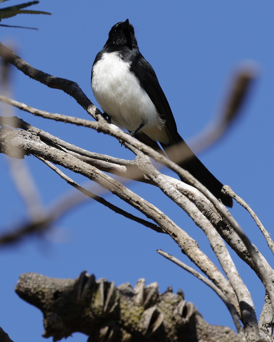 Willie-wagtail - ML640175854