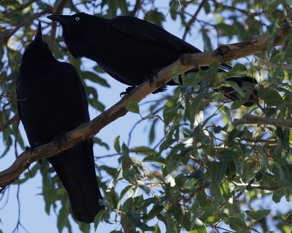 Australian Raven - ML640175856
