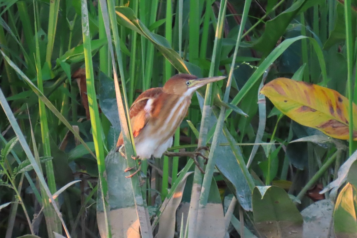 Least Bittern - ML640175860