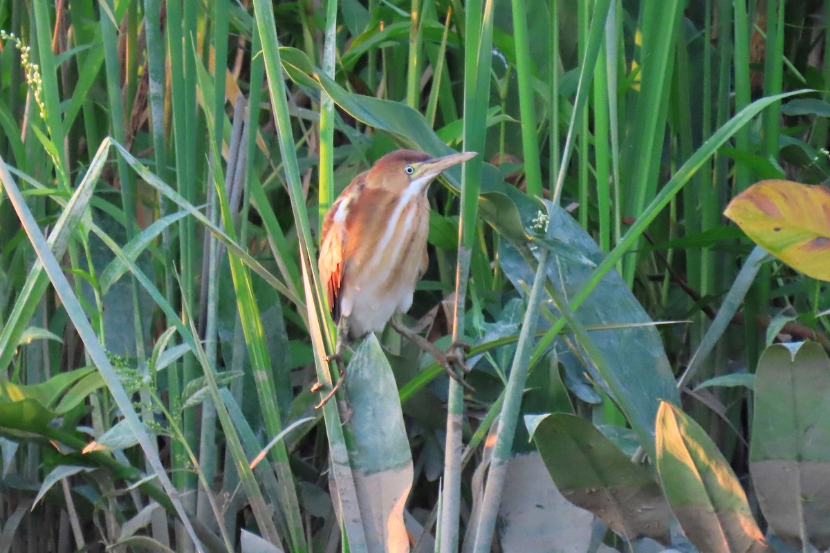 Least Bittern - ML640175876