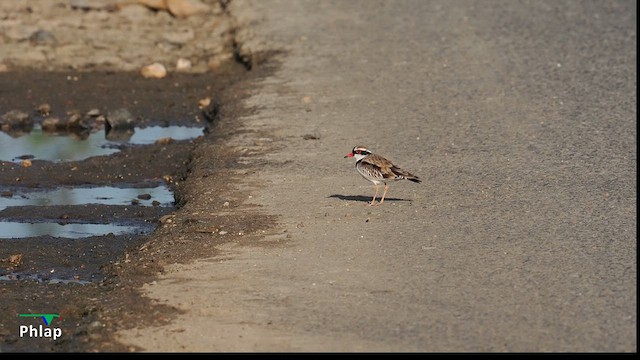 Black-fronted Dotterel - ML640175879