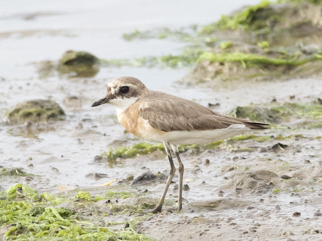 Tibetan Sand-Plover - ML640175967