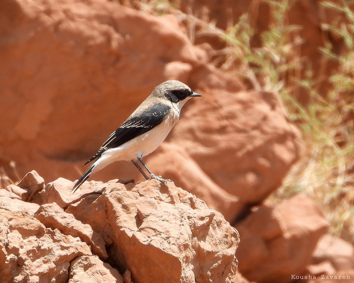 Eastern Black-eared Wheatear - ML640175974