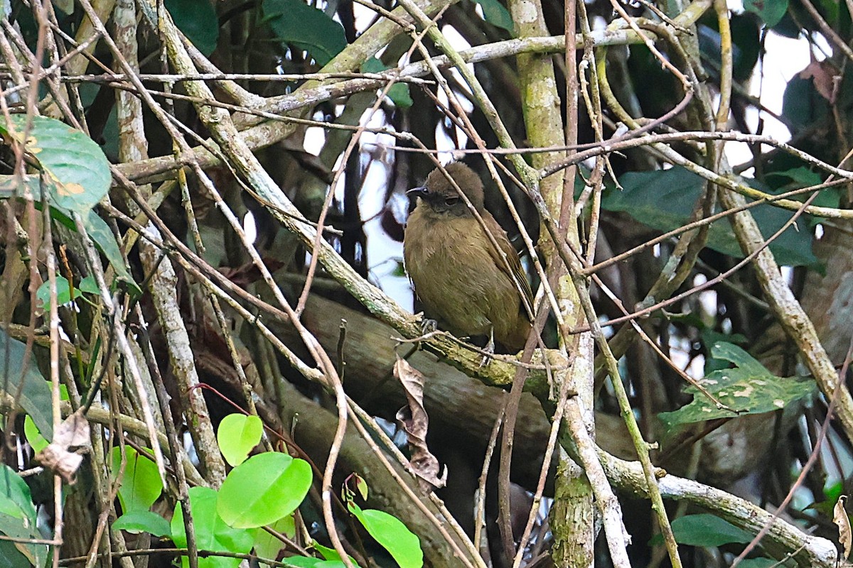 Plain Greenbul - ML640176063