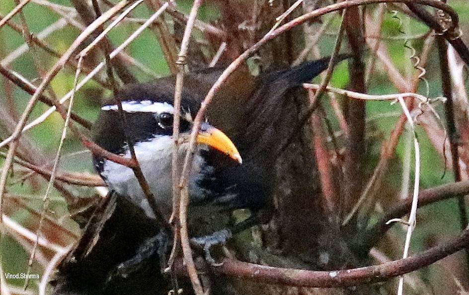 Indian Scimitar-Babbler - ML640176110