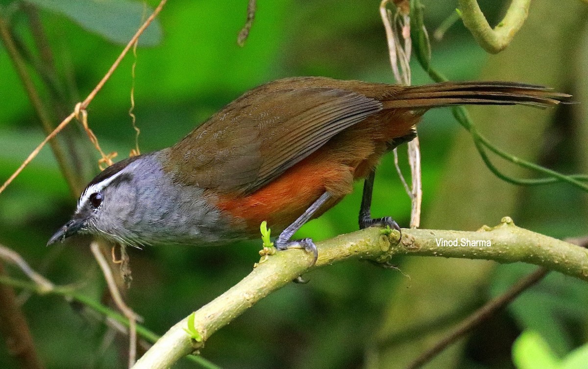 Palani Laughingthrush - ML640176114