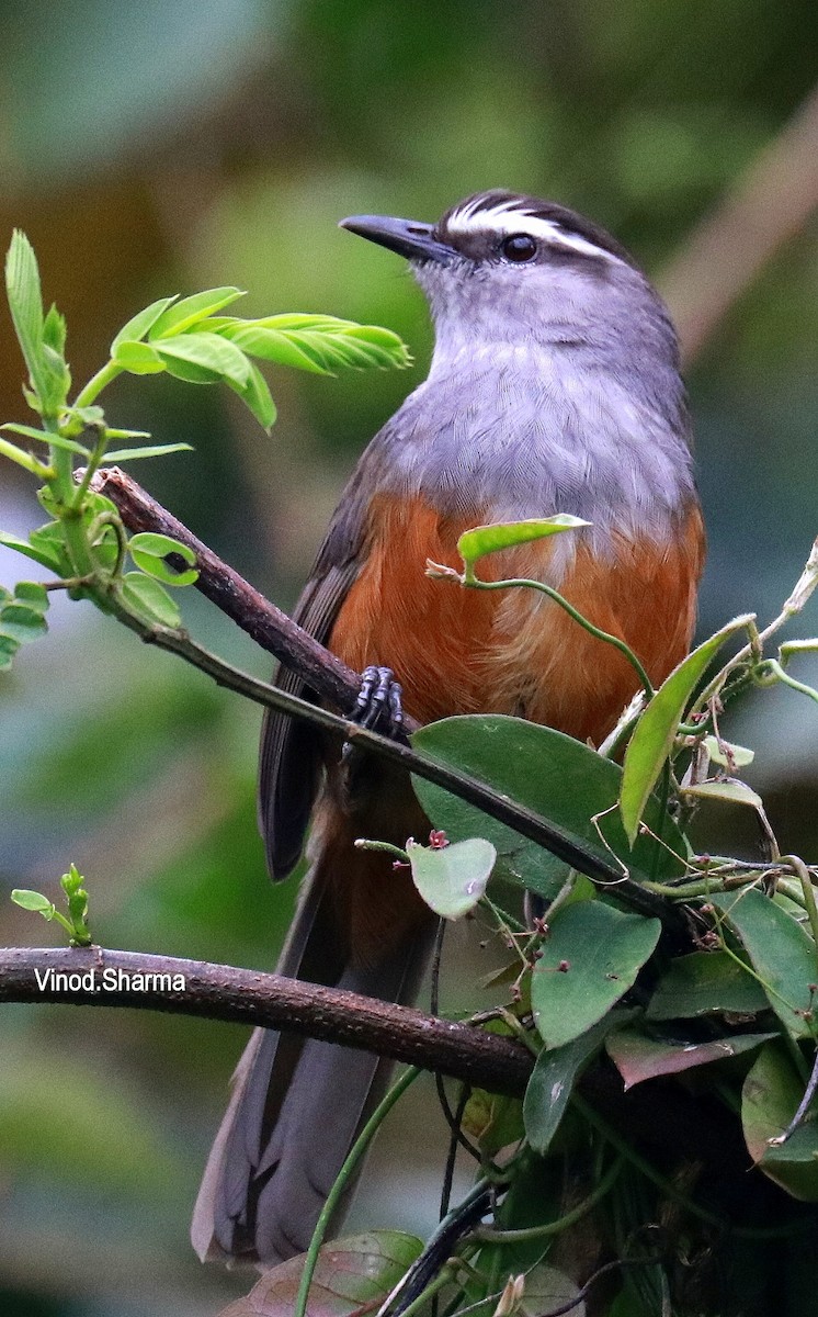 Palani Laughingthrush - ML640176115