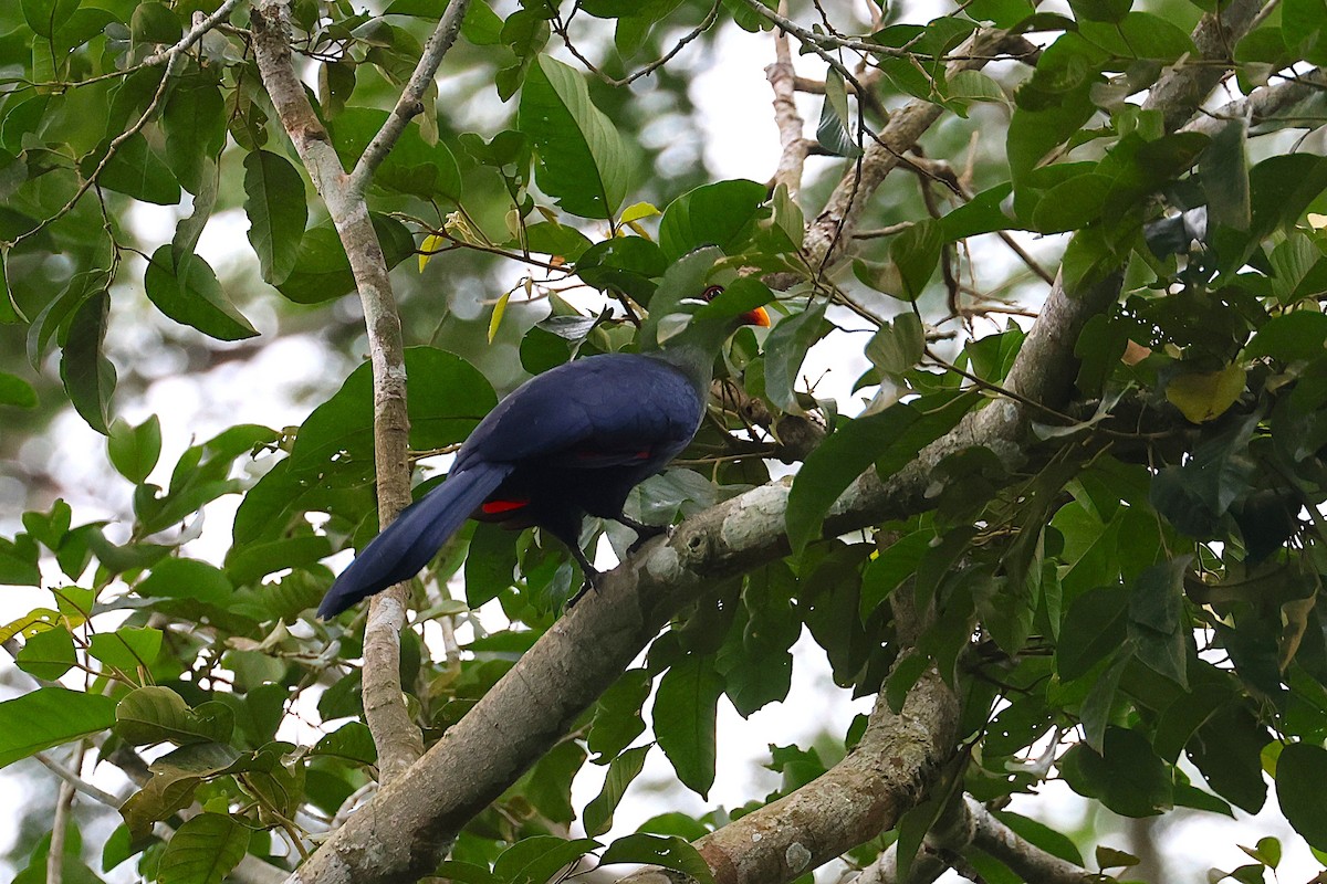Yellow-billed Turaco - ML640176159