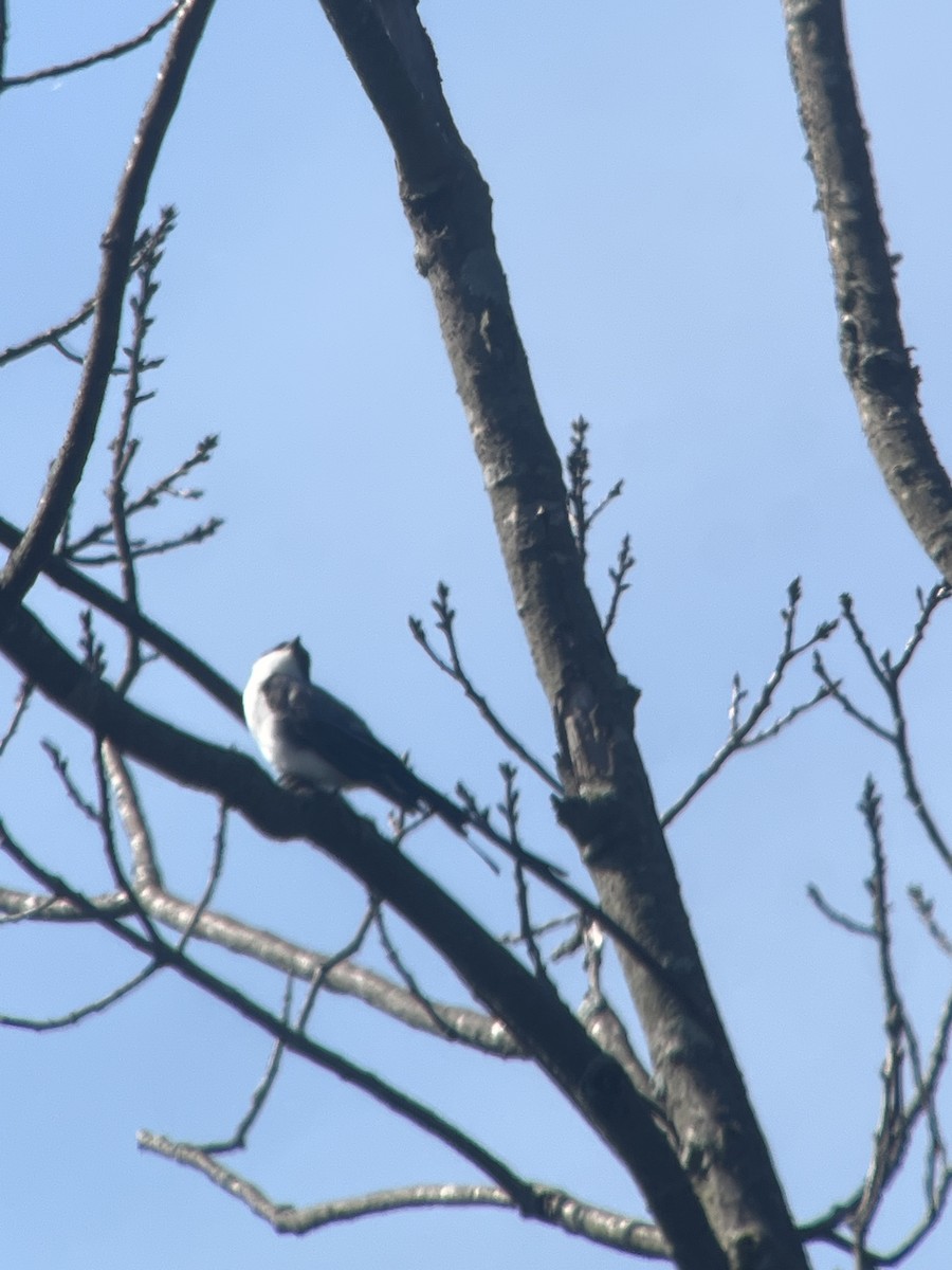Fork-tailed Flycatcher - ML640176226
