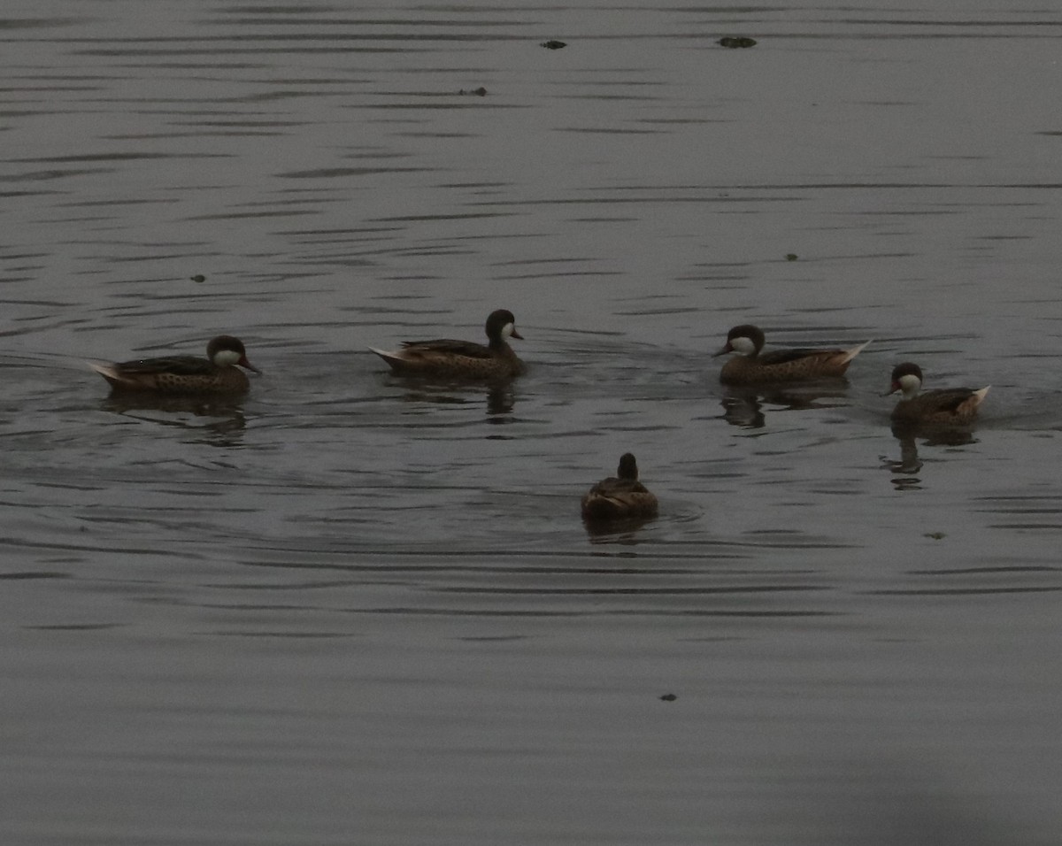 White-cheeked Pintail - ML640176232