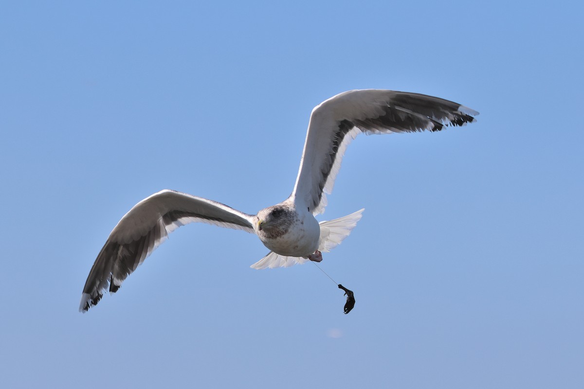 Slaty-backed Gull - ML640176294