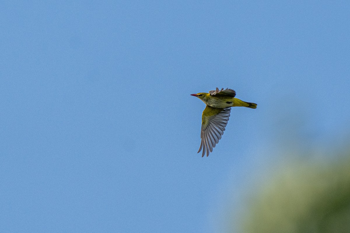 Eurasian Golden Oriole - ML640176297