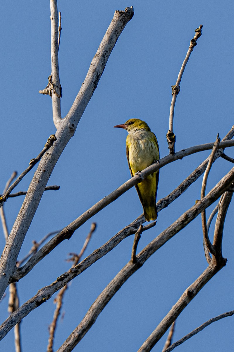 Eurasian Golden Oriole - ML640176298