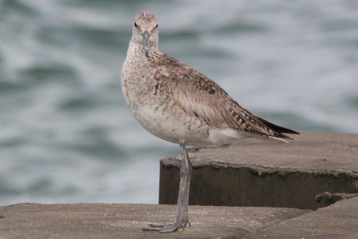 Willet - ML64017631