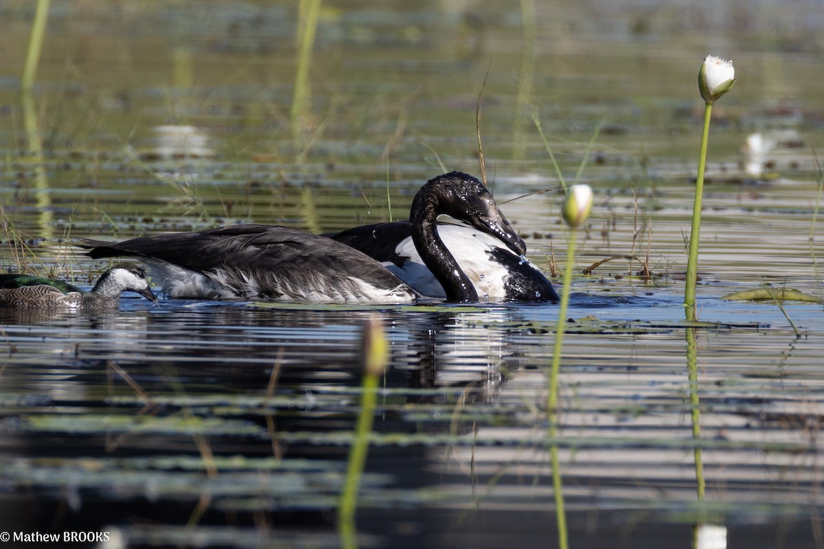 Magpie Goose - ML640176360