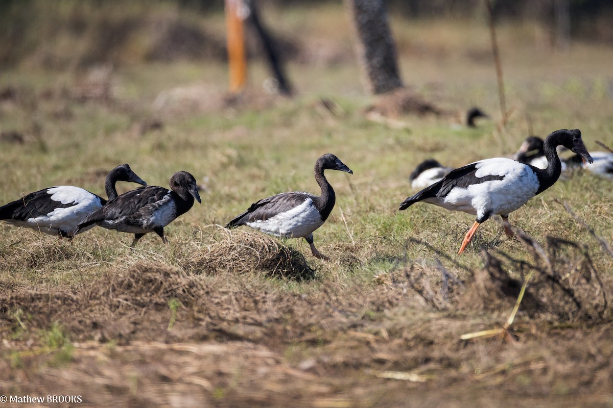 Magpie Goose - ML640176361