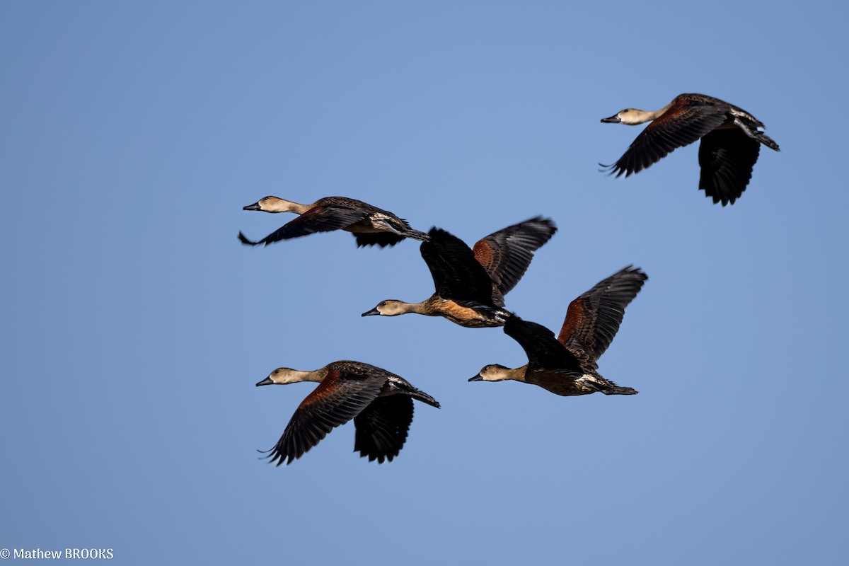 Wandering Whistling-Duck - ML640176379