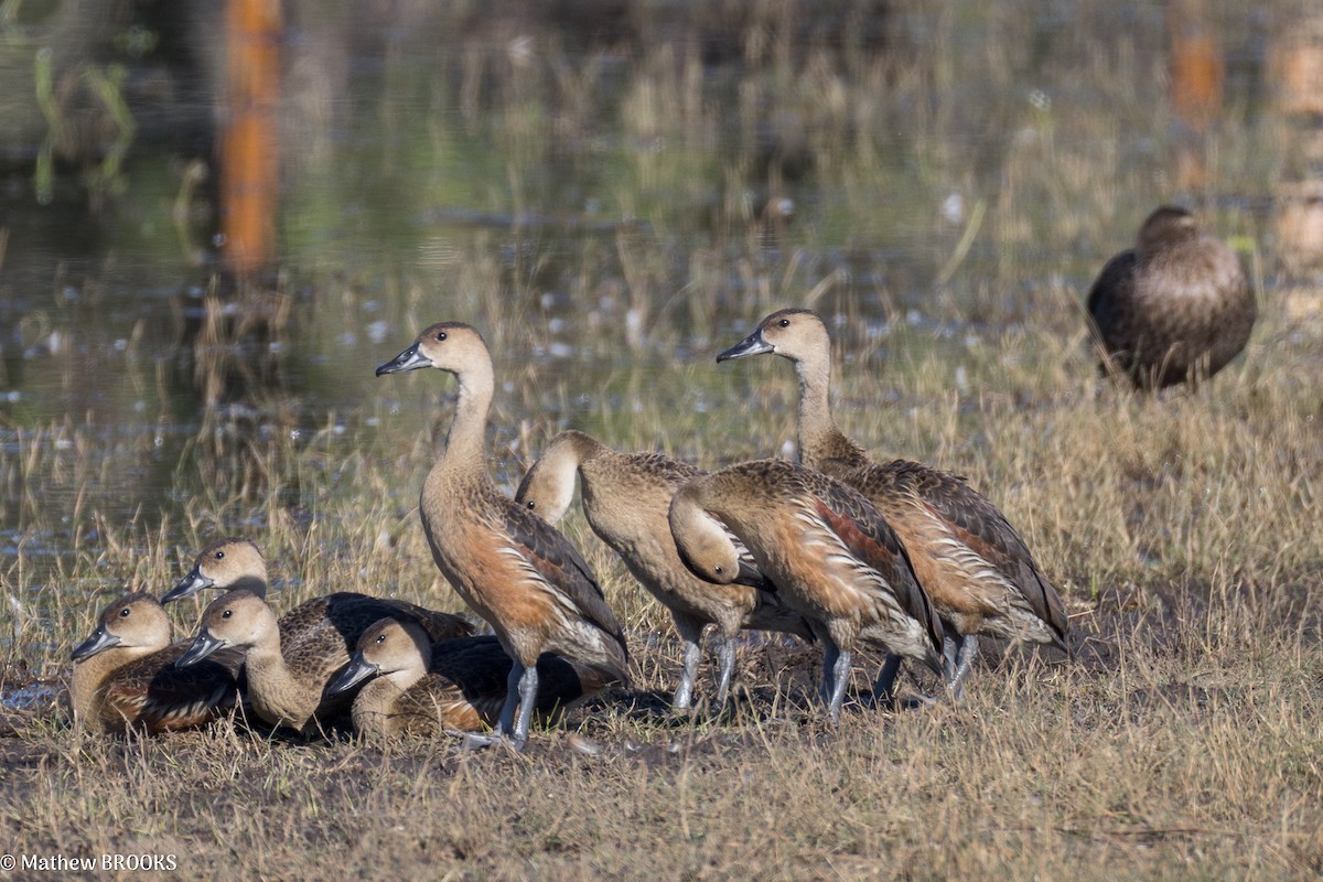 Wandering Whistling-Duck - ML640176385