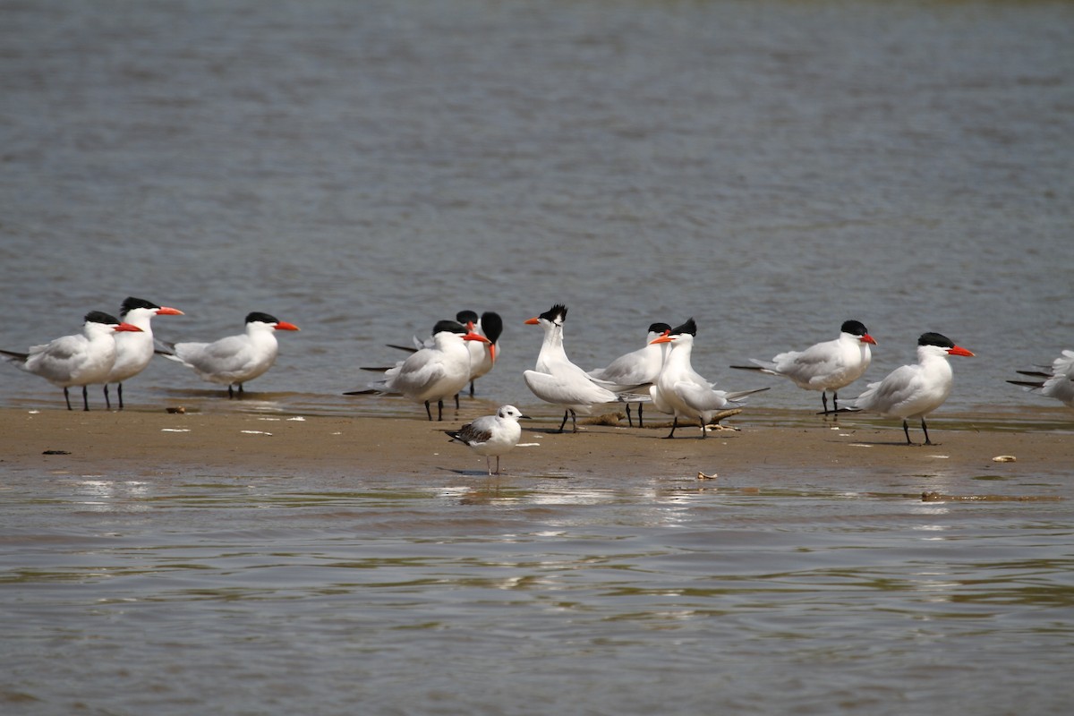 Bonaparte's Gull - ML640176388