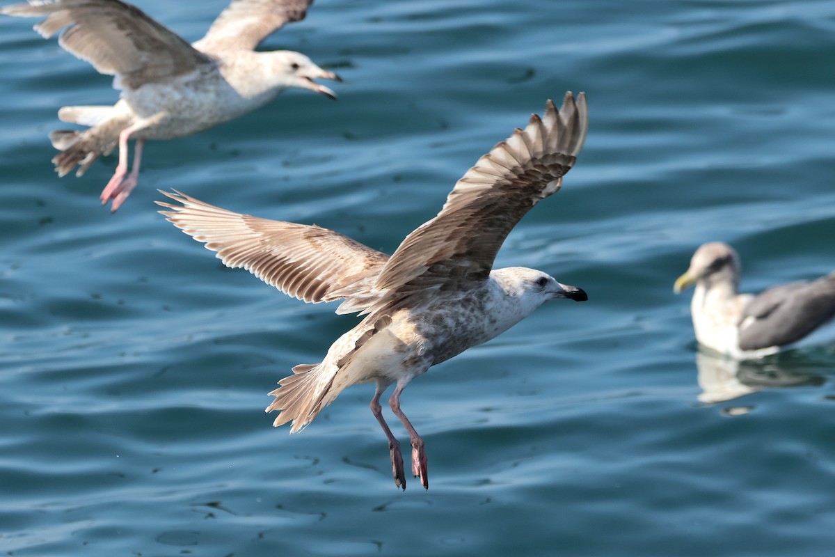 Slaty-backed Gull - ML640176391