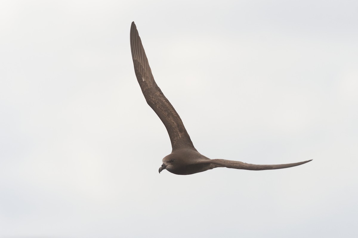 Gray-faced Petrel - ML640176553