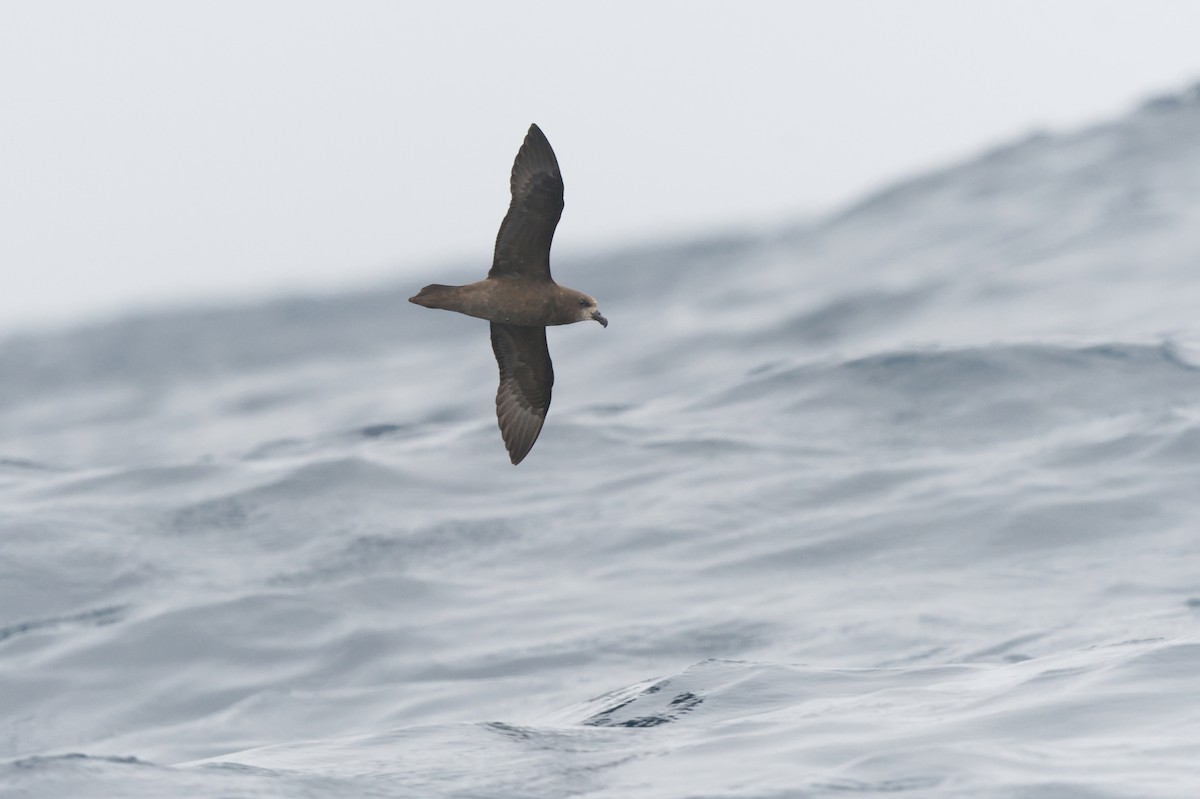 Gray-faced Petrel - ML640176554