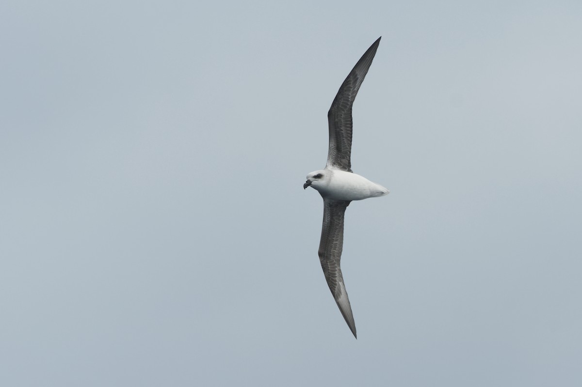 White-headed Petrel - ML640176568