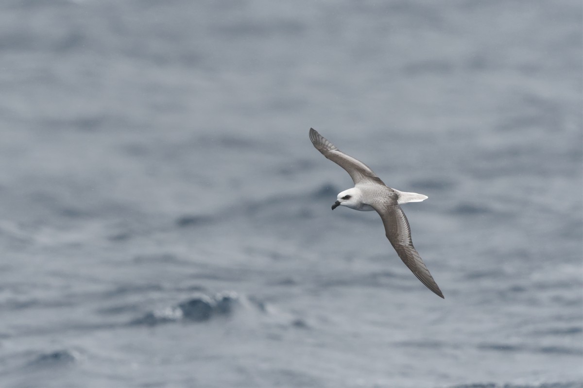 White-headed Petrel - ML640176569