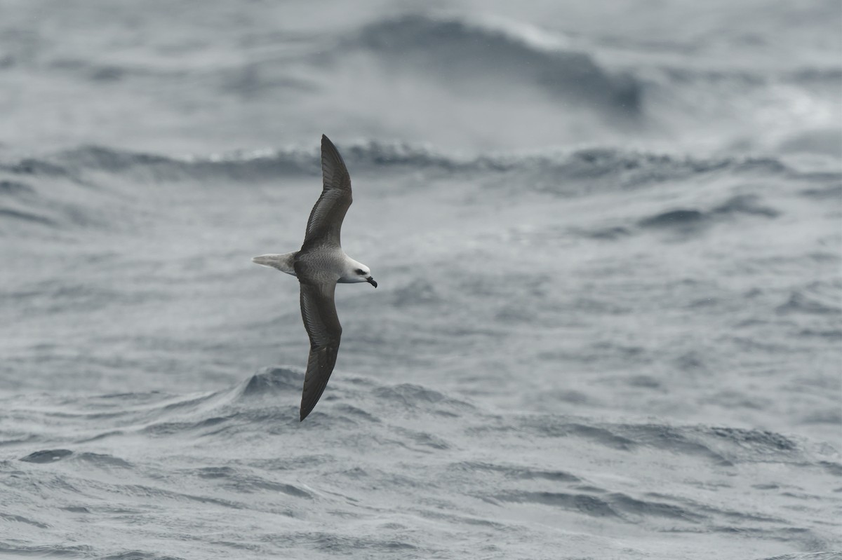 White-headed Petrel - ML640176570