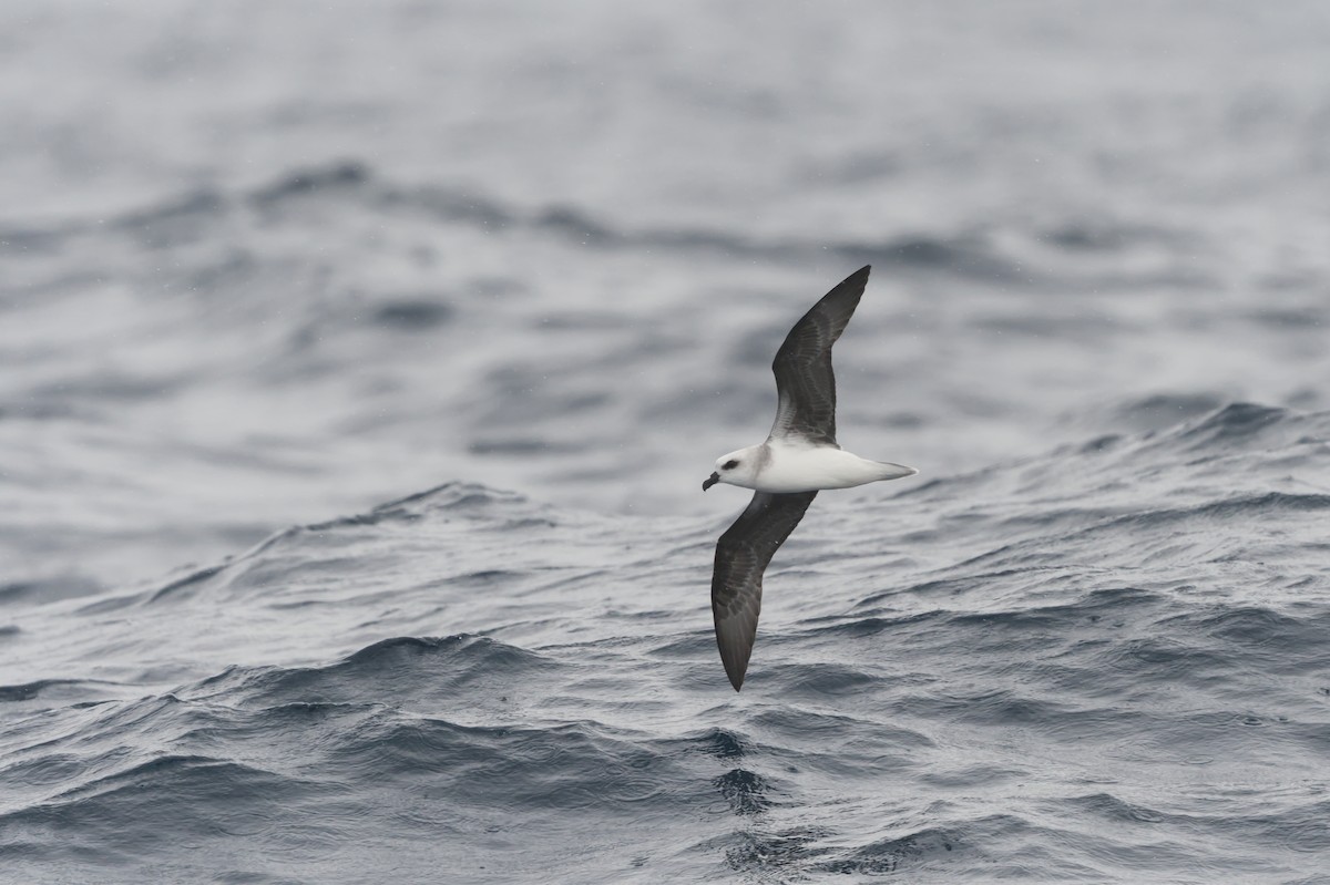 White-headed Petrel - ML640176571