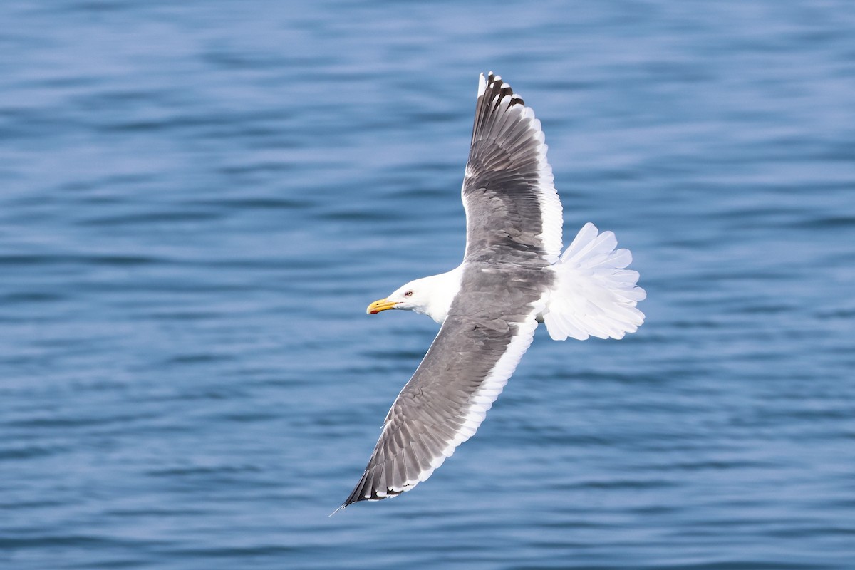 Slaty-backed Gull - ML640176608