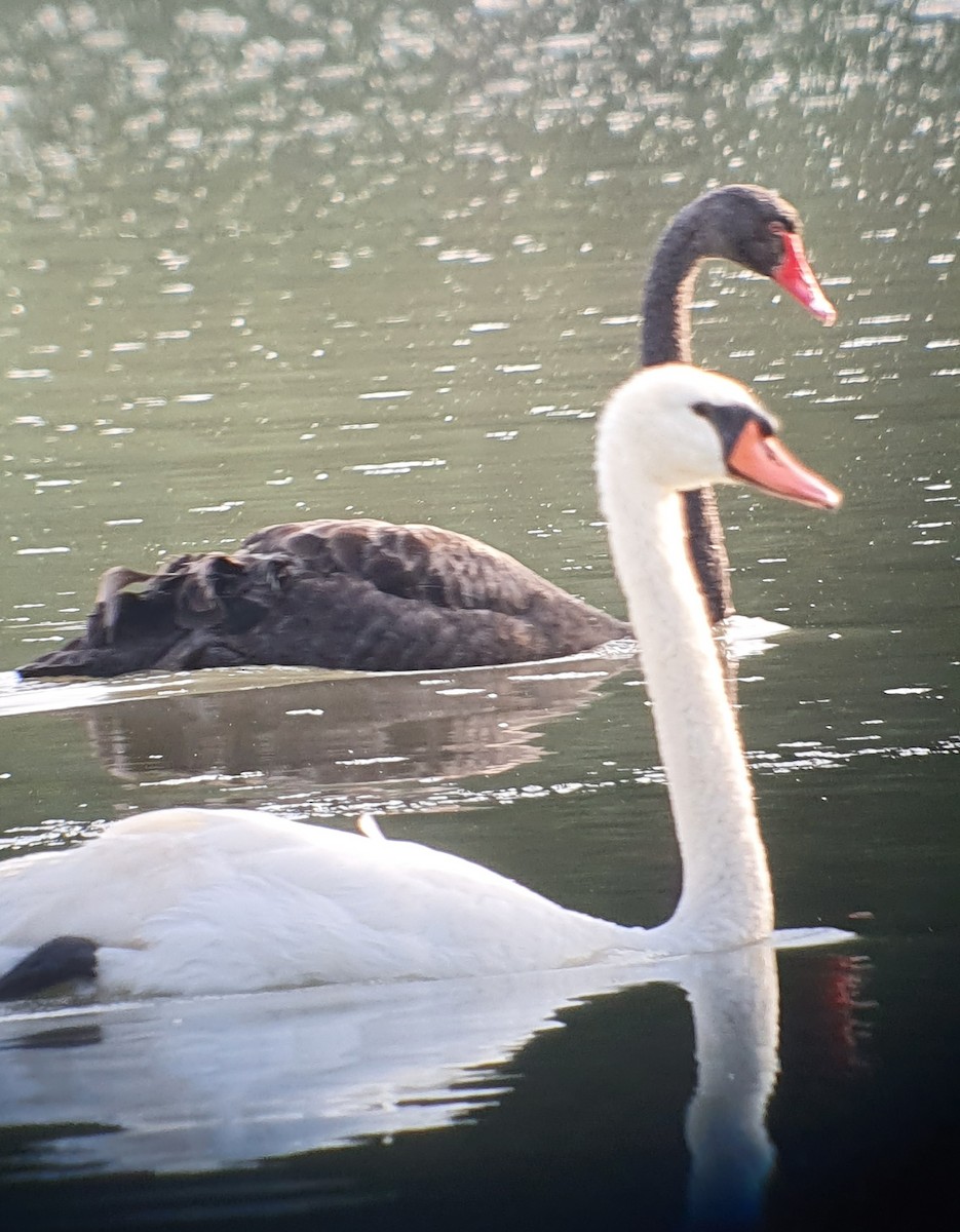 Black Swan - ML640176636