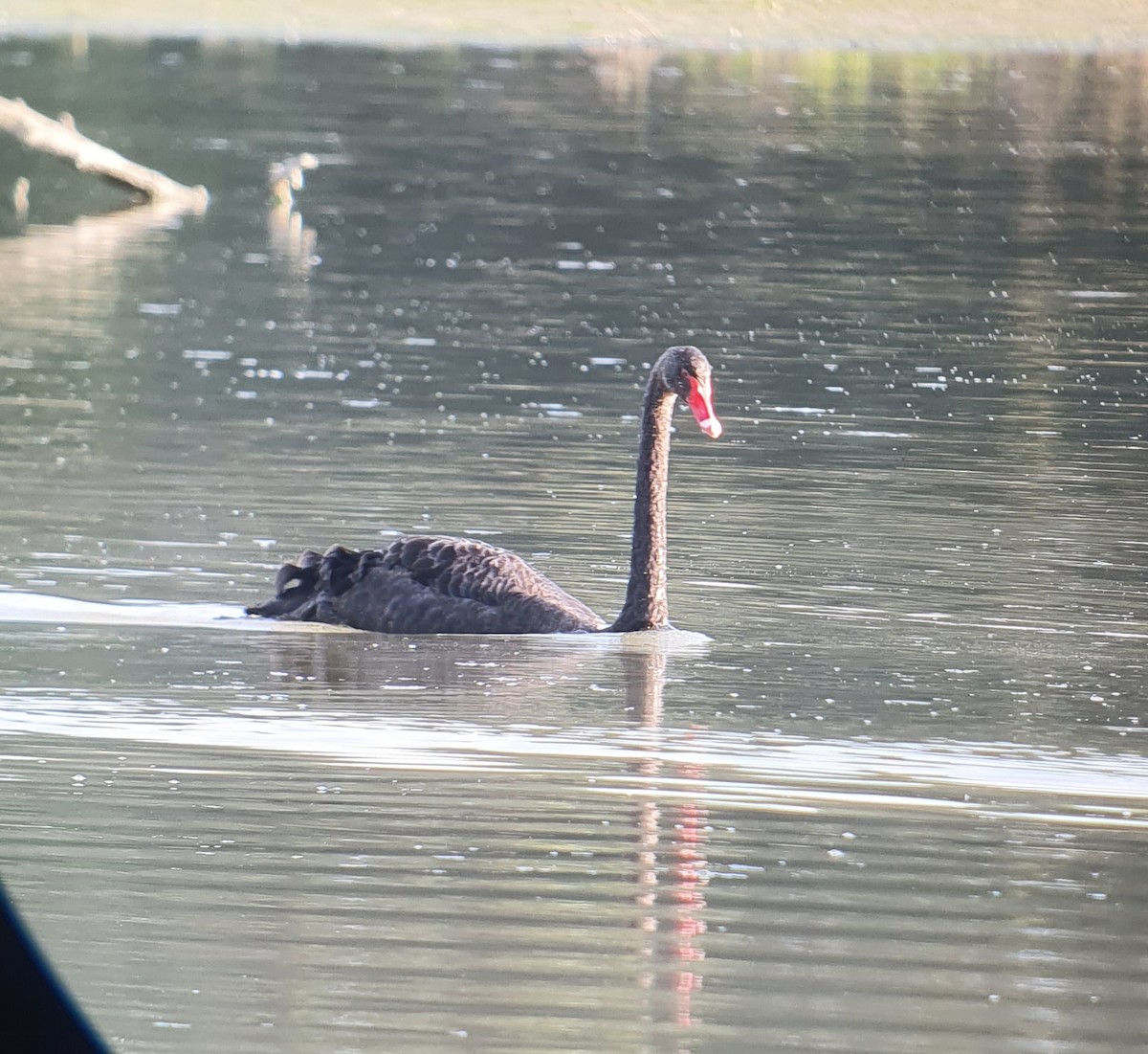 Black Swan - ML640176637