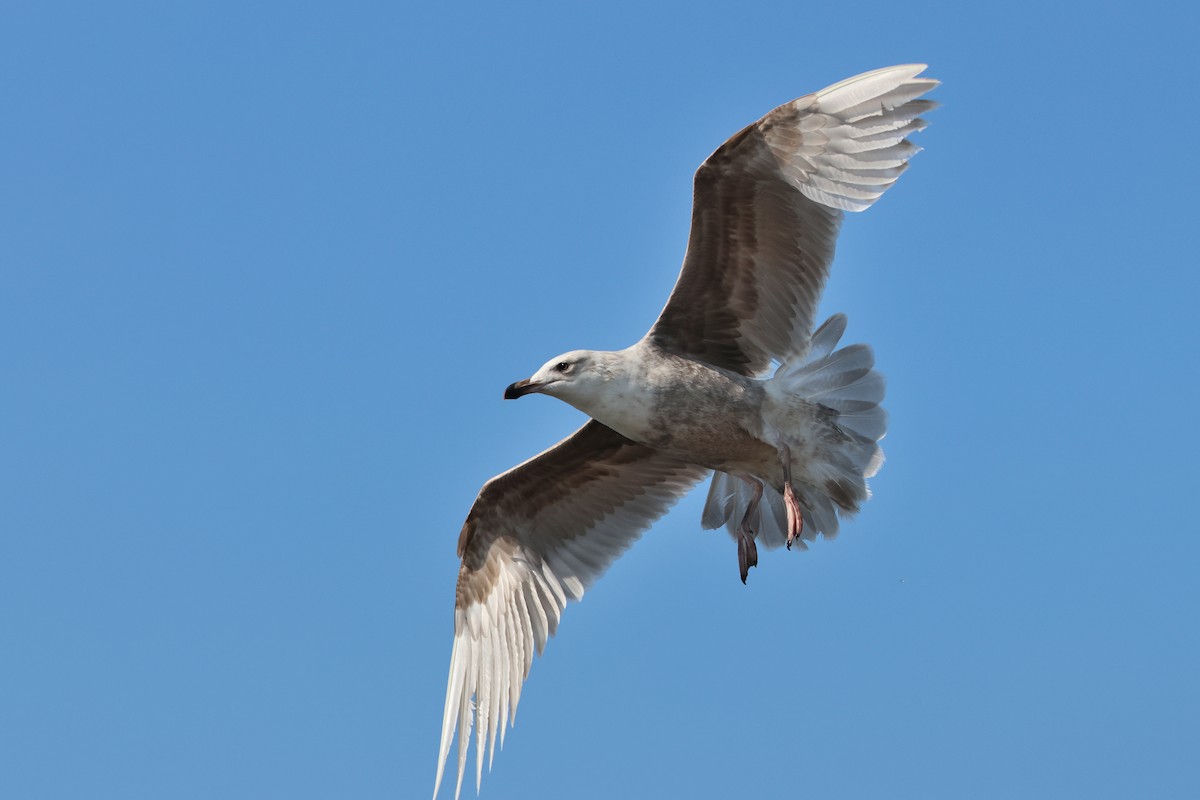 Slaty-backed Gull - ML640176659