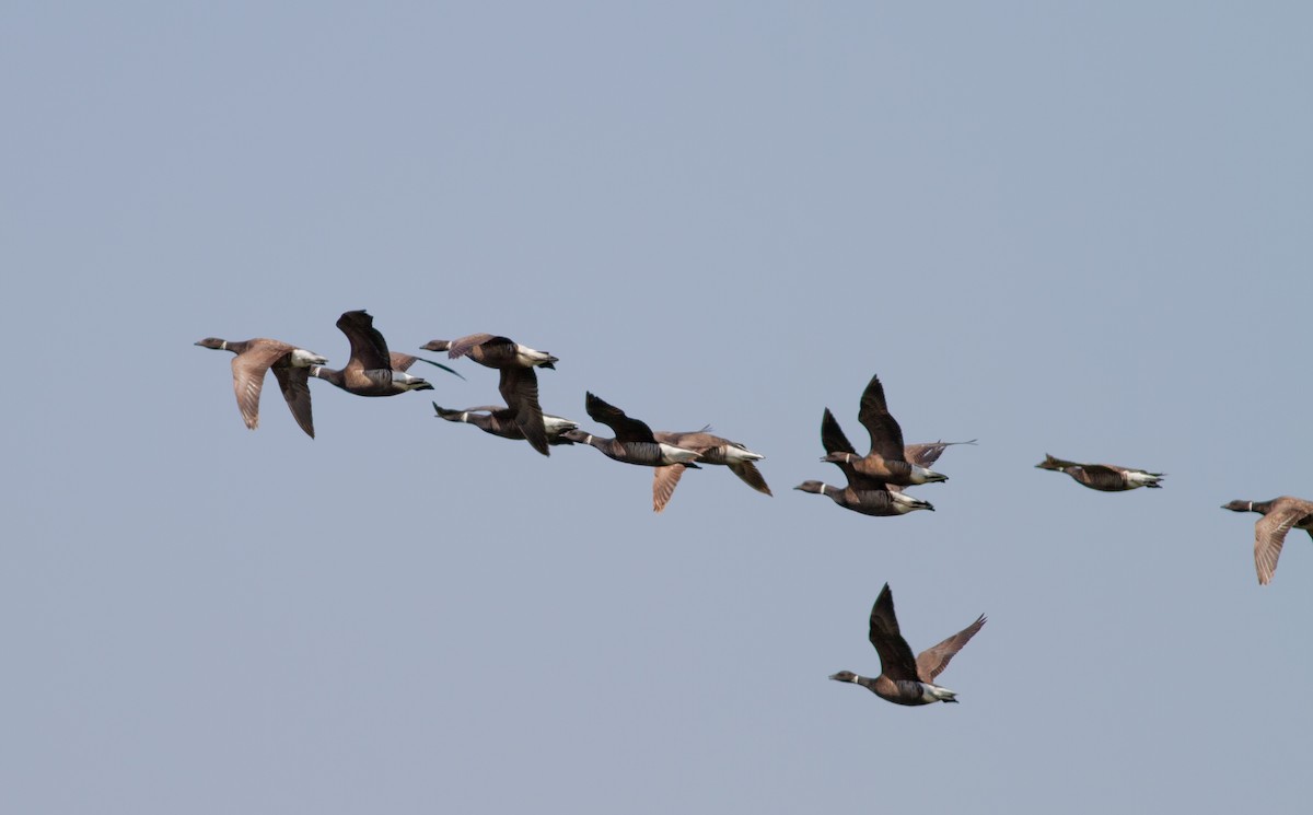 Brant (Black) - ML640176681