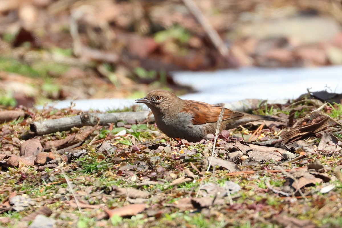 Japanese Accentor - ML640176710